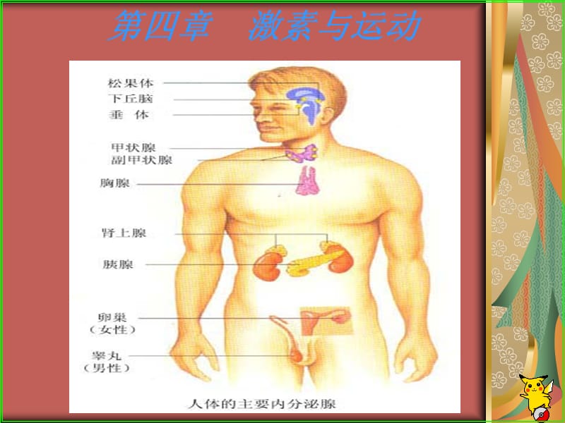 第四章 激素与运动.ppt_第1页