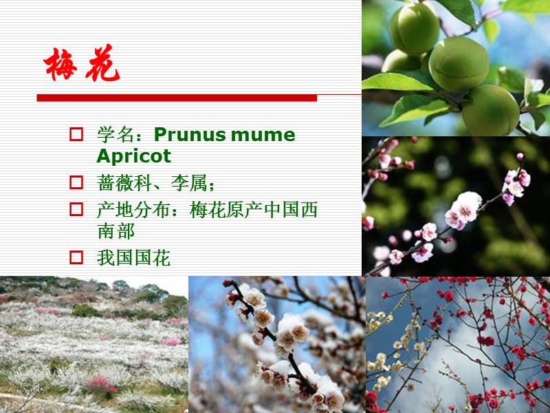 花卉种类识别传统名花.ppt_第2页