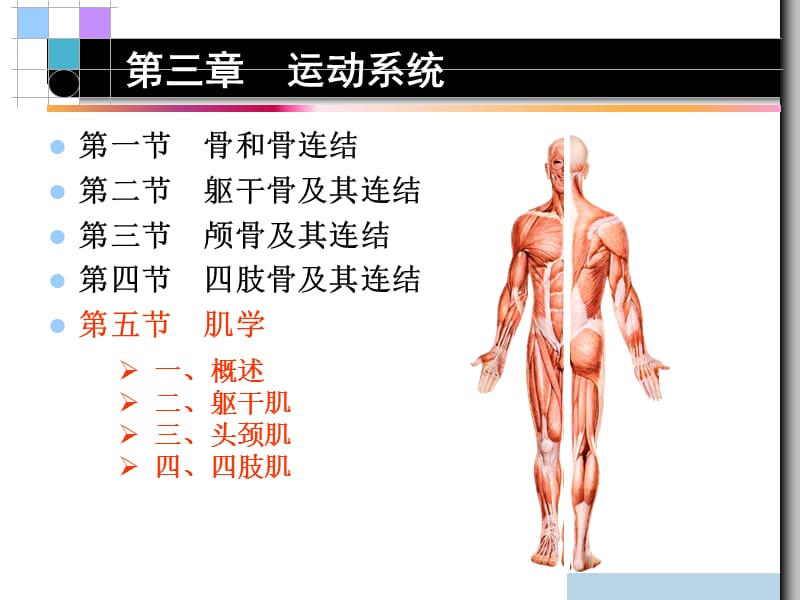 第三章 运动系统肌学.ppt_第2页