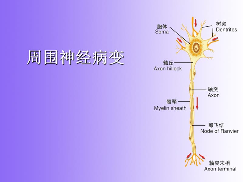 周围神经病变.ppt_第2页