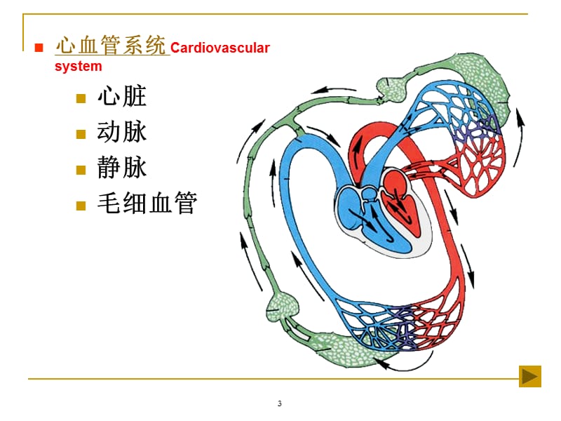 第十二章 .心血管系统解剖生理 ppt课件.ppt_第3页