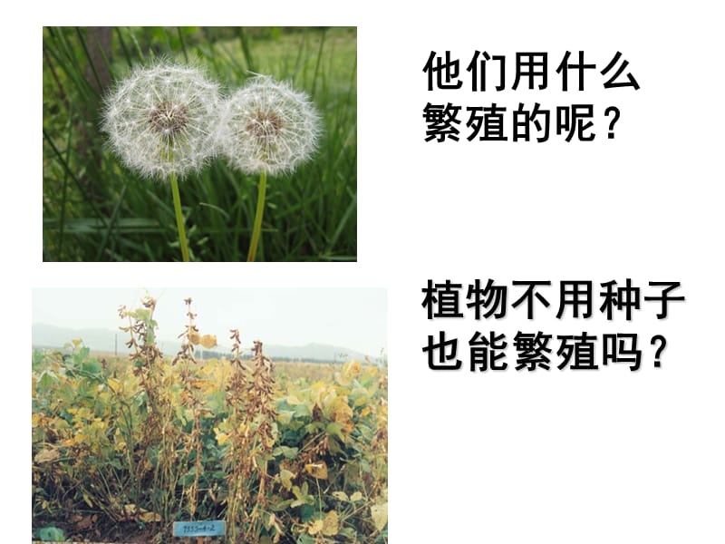 《不用种子也能繁殖吗》课件.ppt_第2页