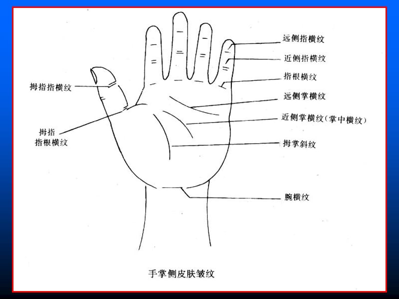 手部解剖特点.ppt_第3页