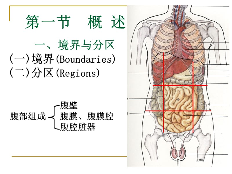 第四讲腹部局解.ppt_第2页