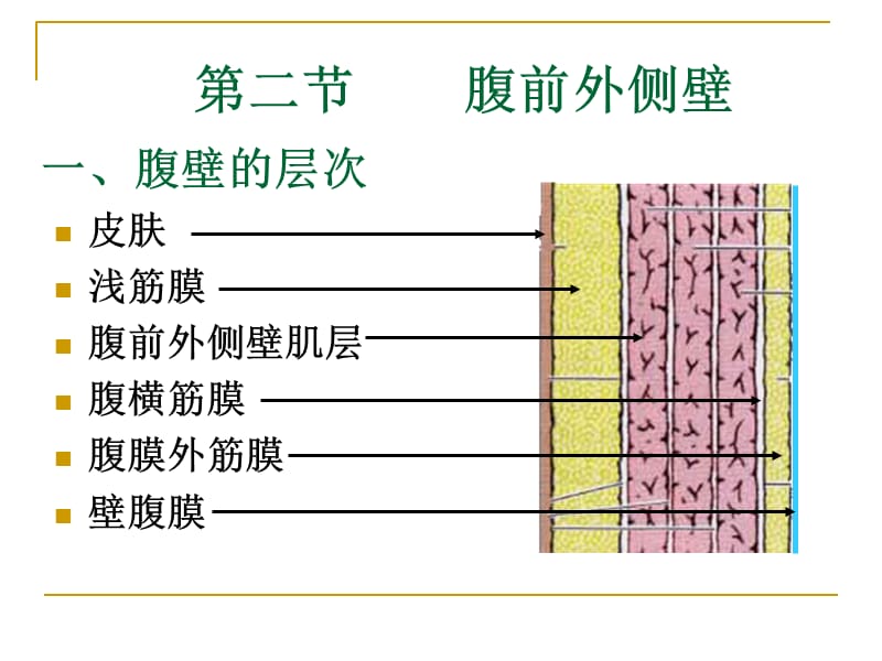 第四讲腹部局解.ppt_第3页