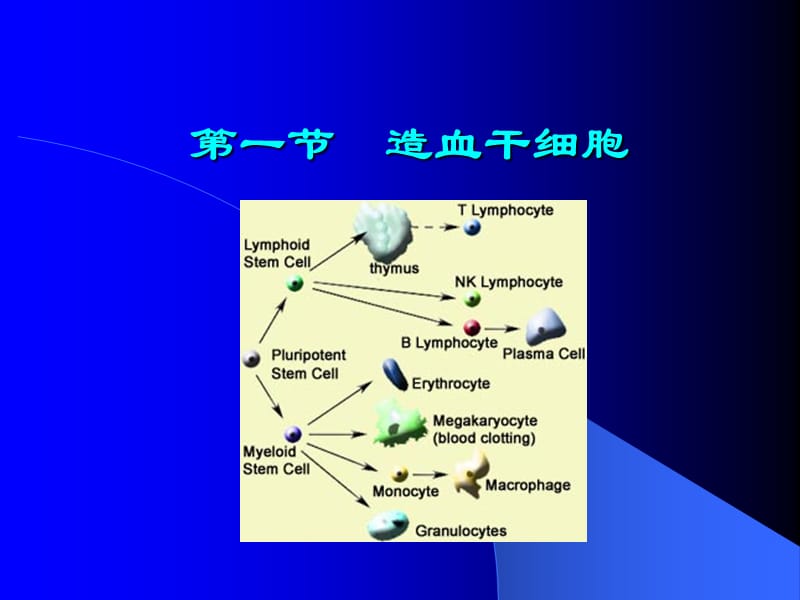 第七章-免疫细胞.ppt_第2页