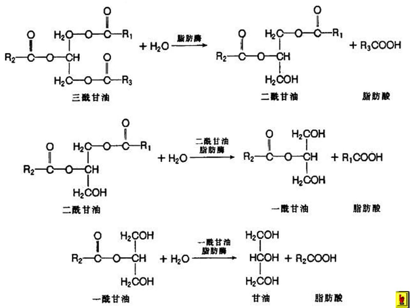 第十章 脂代谢 ppt课件.ppt_第3页