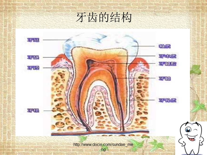 【课件】牙齿与健康.ppt_第3页