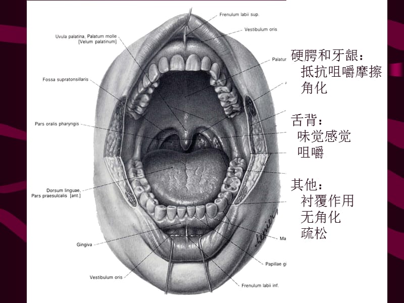 口腔黏膜课件.ppt_第2页