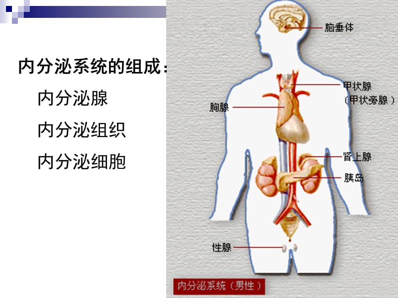 内分泌a ppt课件.ppt_第2页