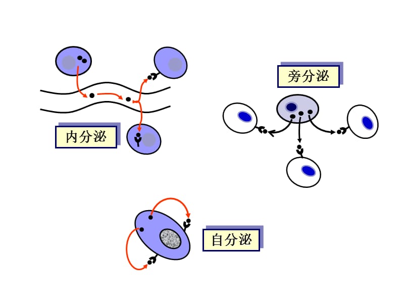 内分泌a ppt课件.ppt_第3页