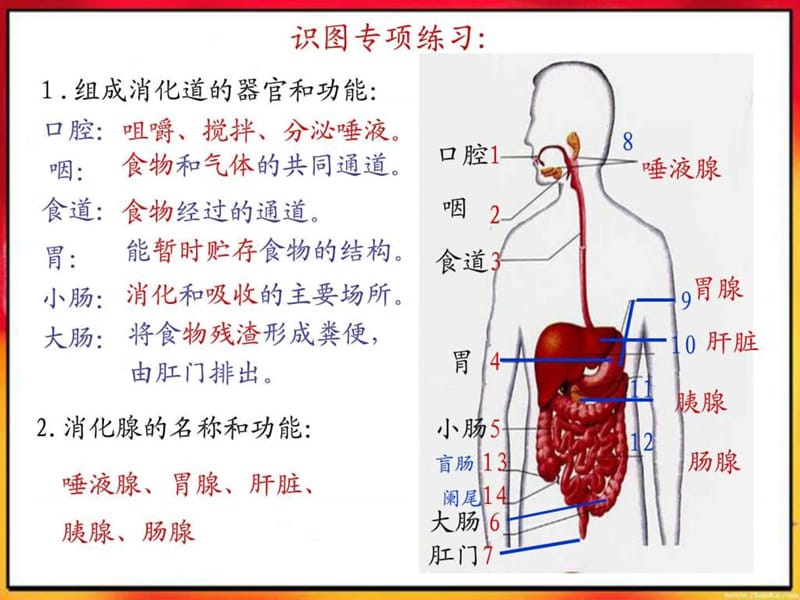 人教版初中生物会考重点图2017年最新.ppt.ppt_第2页