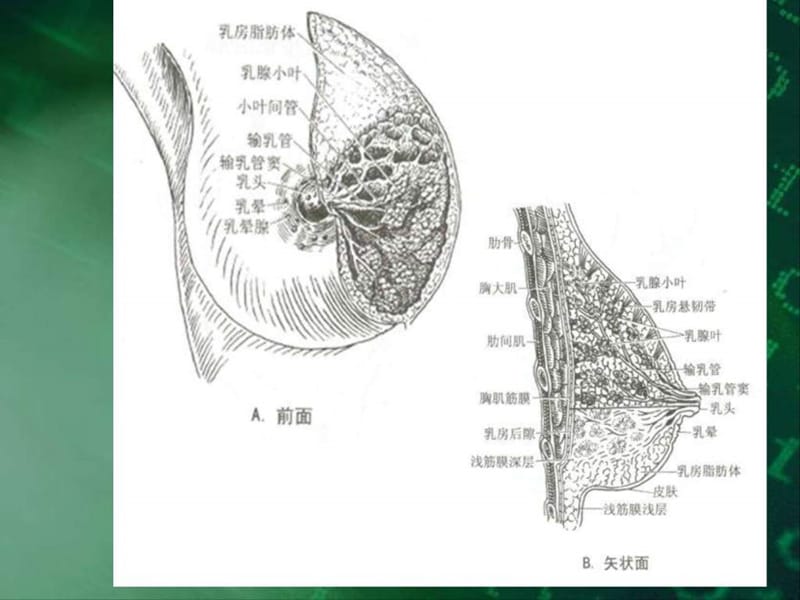 南昌大学超声精品课程之乳腺疾病_1494218955.ppt_第3页