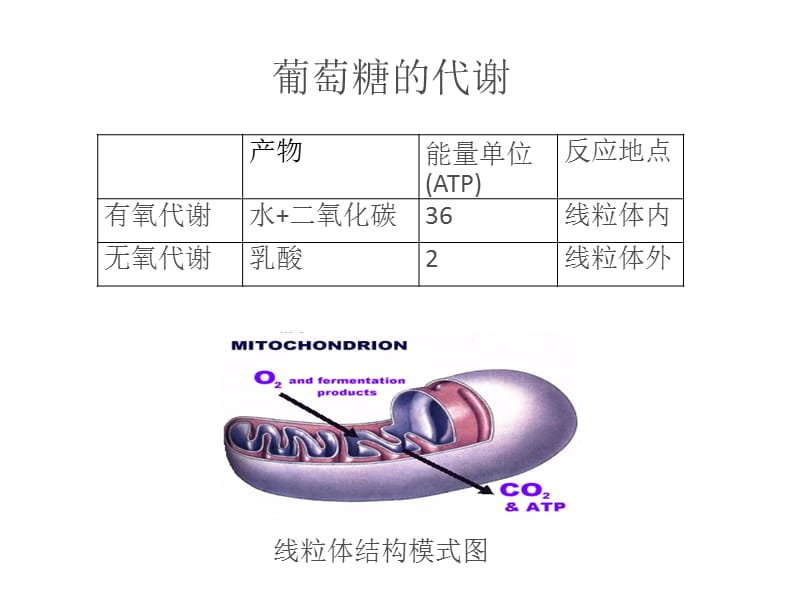 乳酸分析在临床中的应用 ppt课件.ppt_第3页