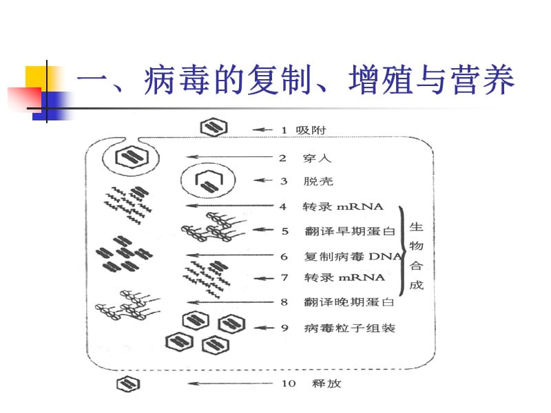 制剂的基本生产技术病毒增殖技术.ppt_第2页