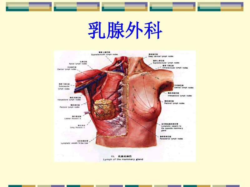 乳腺外科疾病的诊断与治疗.ppt.ppt_第1页