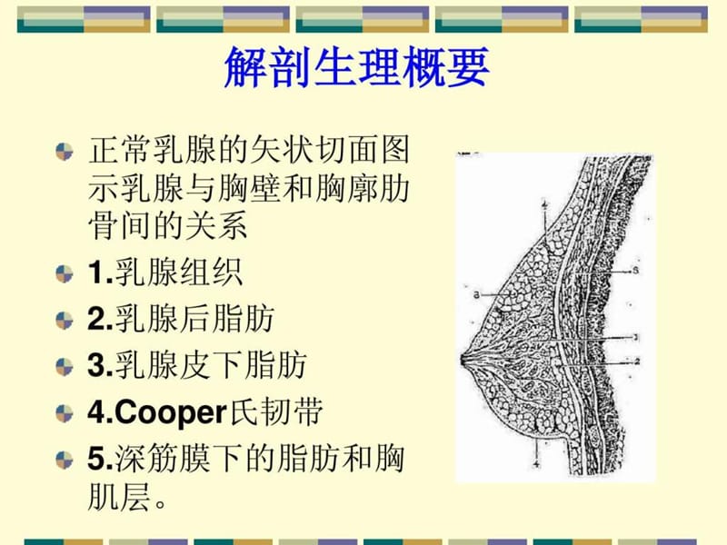 乳腺外科疾病的诊断与治疗.ppt.ppt_第3页