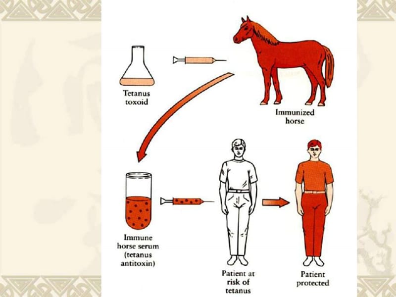 免疫学第四章(免疫球蛋白)_生物学_自然科学_专业资料.ppt_第3页