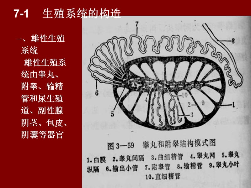 动物解剖学之生殖系统 ppt课件.ppt_第3页