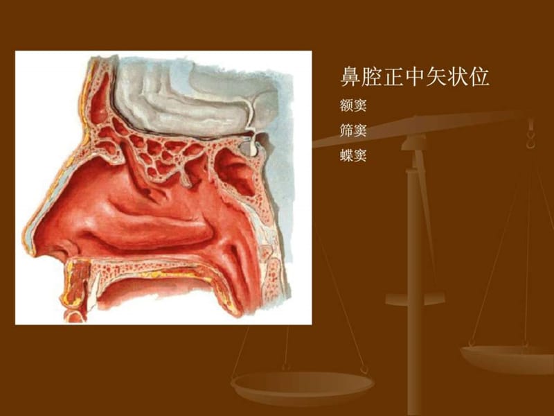 南昌大医学鼻部.ppt_第2页