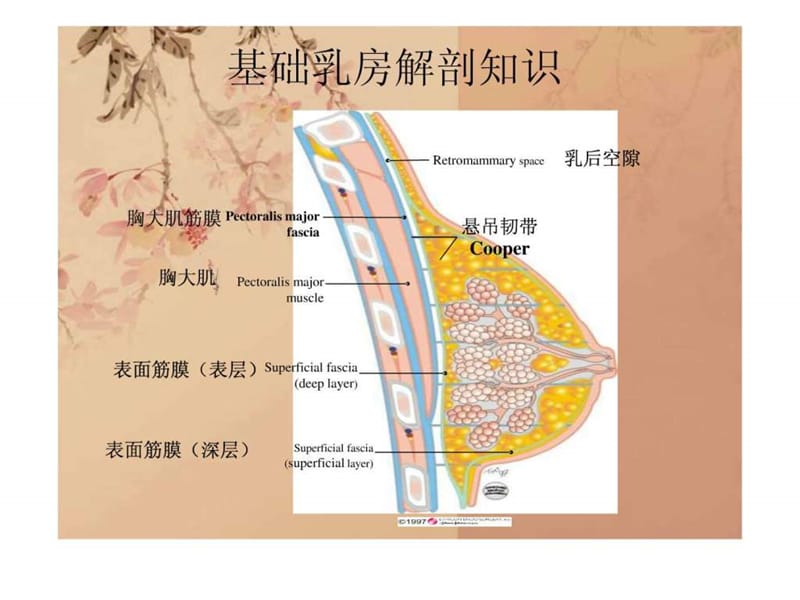 乳腺外科基本讲解_图文.ppt.ppt_第3页