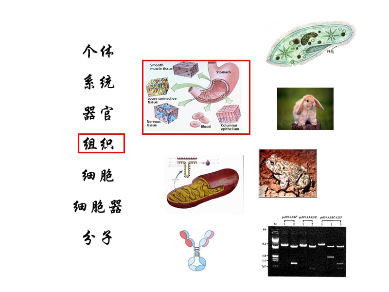 动物、植物的基本组织.ppt_第3页