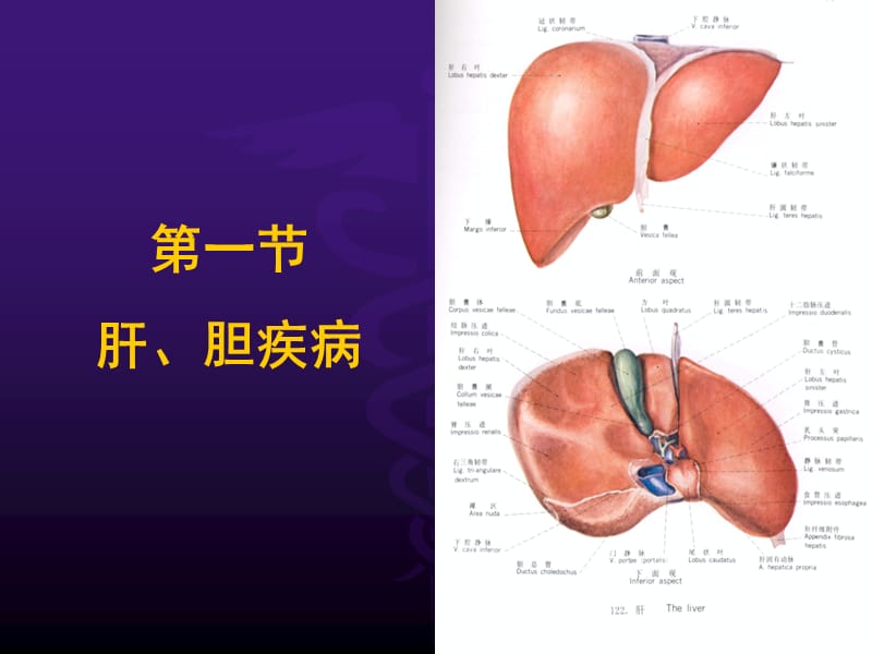 超声腹部－肝胆 (2).ppt_第3页