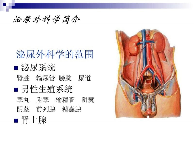 泌尿外科疾病的诊断方法(陈忠)_基础医学_医药卫生_专业资料.ppt_第2页