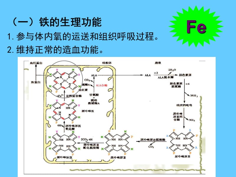 营养学——矿物质铁.ppt_第2页