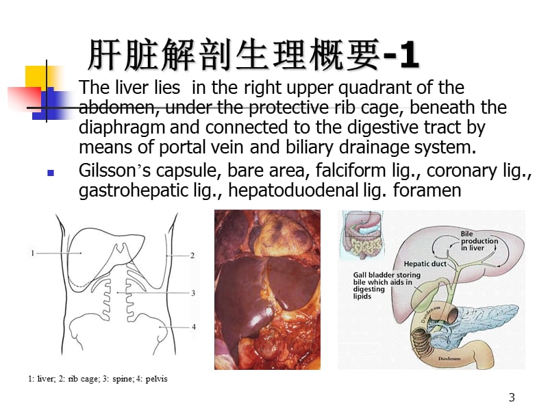 肝脏疾病本科彭涛2011 ppt课件.ppt_第3页