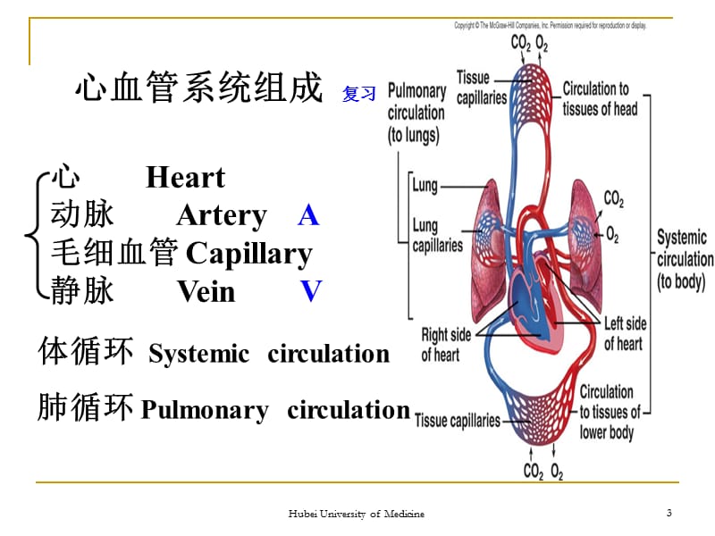 《系统解剖学》教学资料 动脉1.ppt_第3页