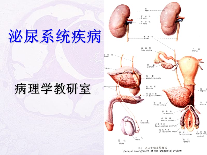 《病理生理学教学资料-王槐高》2泌尿系统疾病-药学专业-2015.ppt_第1页