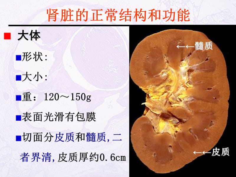 《病理生理学教学资料-王槐高》2泌尿系统疾病-药学专业-2015.ppt_第2页