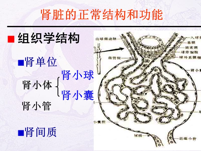 《病理生理学教学资料-王槐高》2泌尿系统疾病-药学专业-2015.ppt_第3页