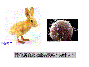 《分子 细胞与组织教学课件》10.质膜和小分子物质的穿膜运输.ppt