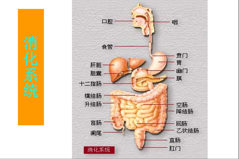 病理学：消化系统 ppt课件.ppt_第3页