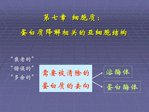 《分子 细胞与组织教学课件》7.细胞质：蛋白质降解相关的亚细胞结构.ppt