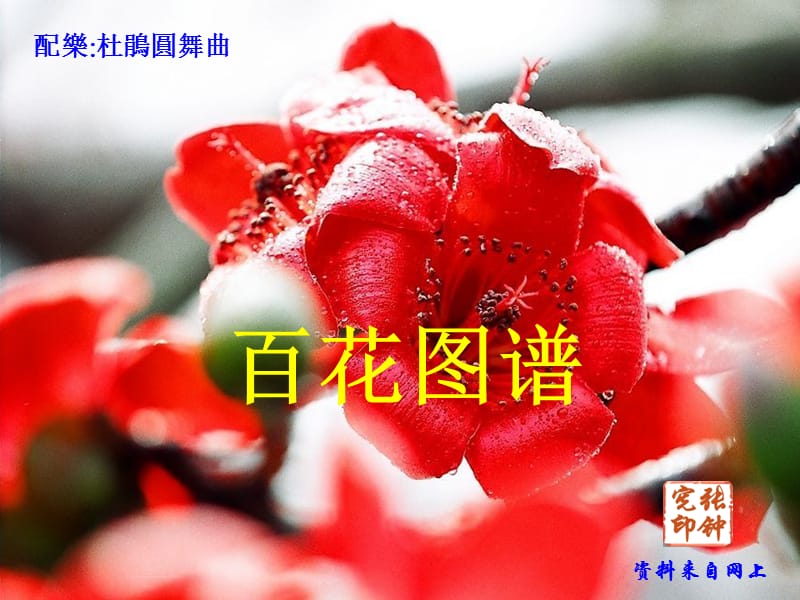 百花图谱PPT课件.ppt_第1页