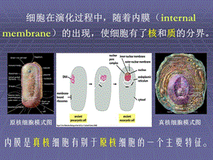 《分子 细胞与组织教学课件》6.细胞质：蛋白质合成，加工和转运相关的亚细胞结构.ppt