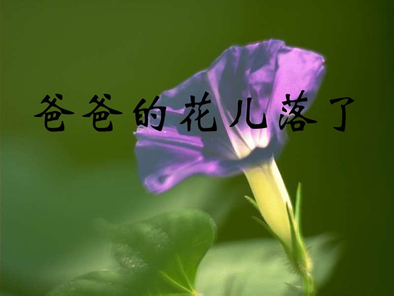 爸爸的花儿落了.ppt_第1页