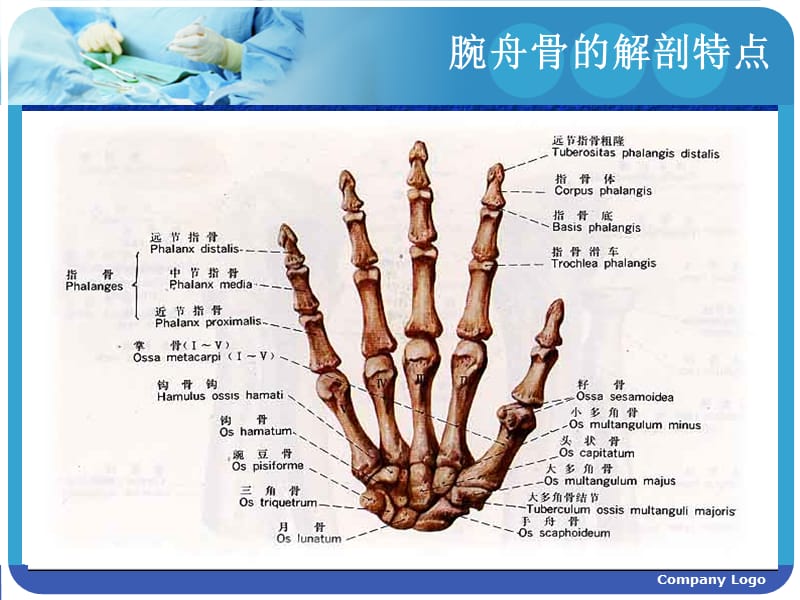 《中西医结合骨伤科学》14.腕舟骨骨折.ppt_第3页