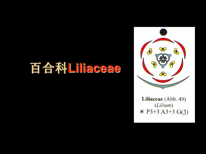 《植物学教学资料》单子叶植物2.ppt_第1页