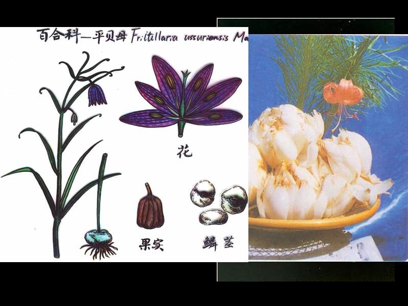 《植物学教学资料》单子叶植物2.ppt_第3页