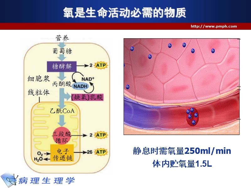 病生-缺氧-唐朝枢 ppt课件.ppt_第2页