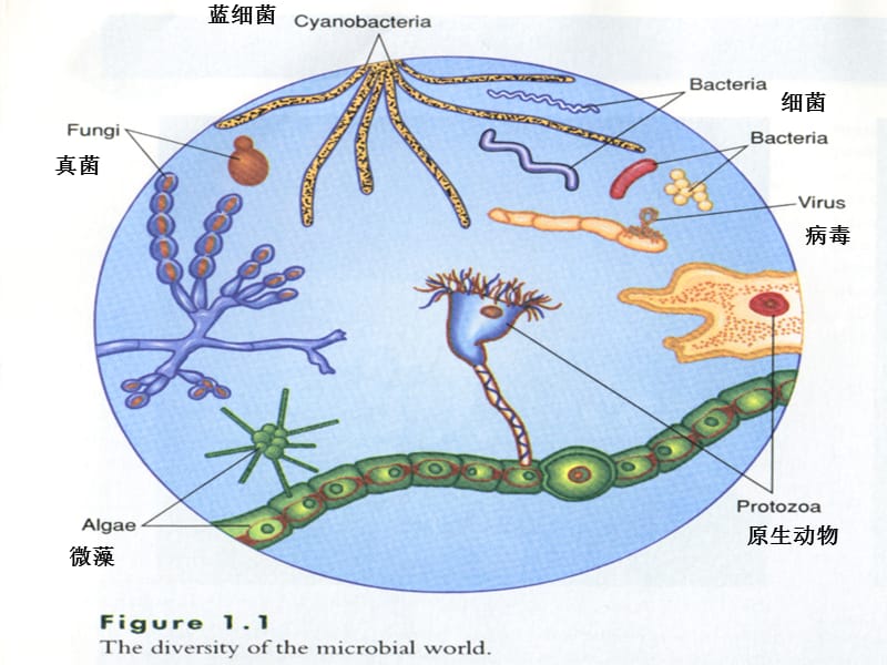 《微生物学与免疫学》2-原核微生物-王莹.ppt_第2页