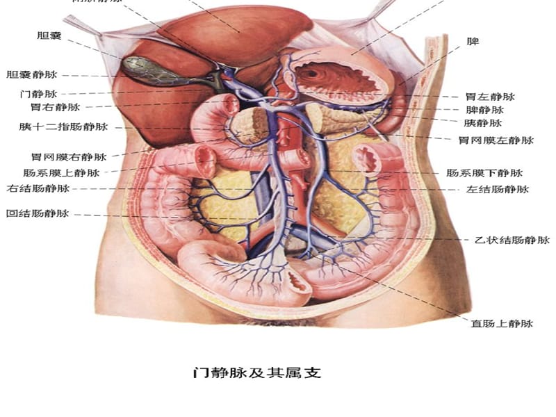 腹腔镜胆囊切除_(3).ppt_第3页