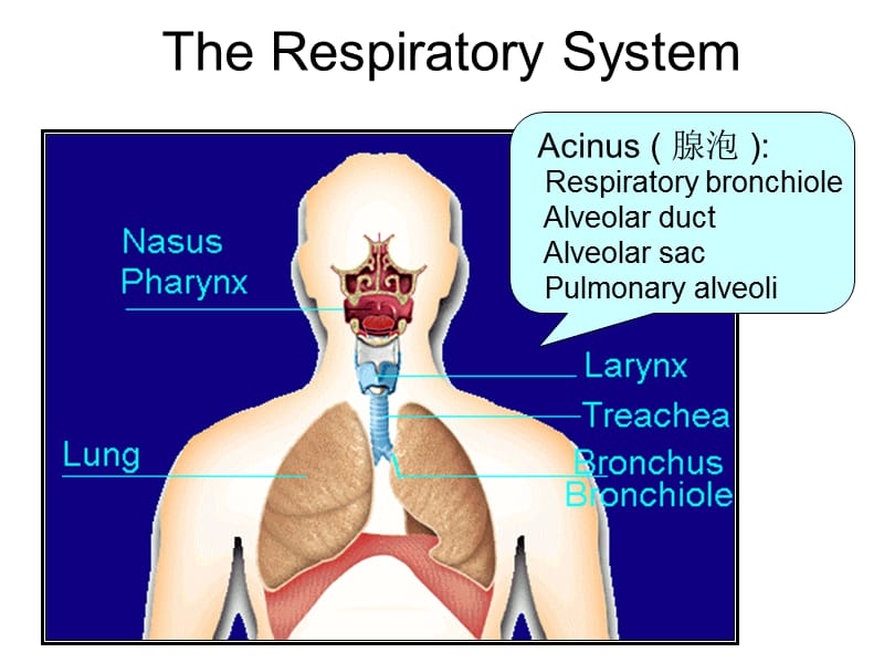 《呼吸系统教学资料》呼吸系统疾病.ppt_第2页