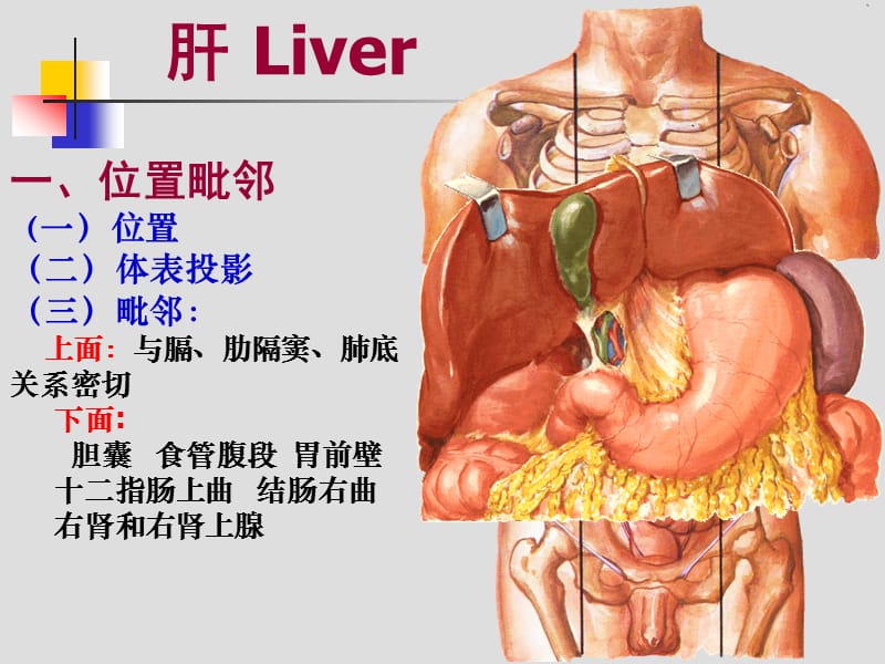 肝胆门V.ppt_第1页