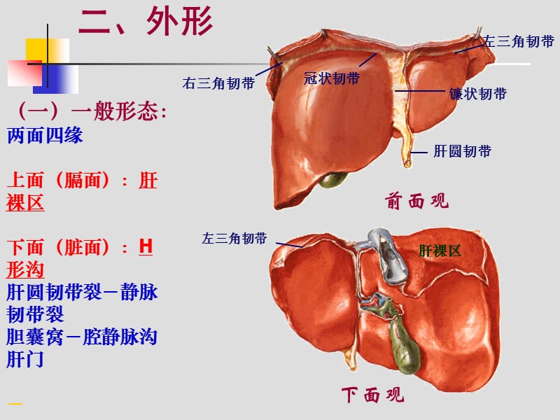 肝胆门V.ppt_第2页