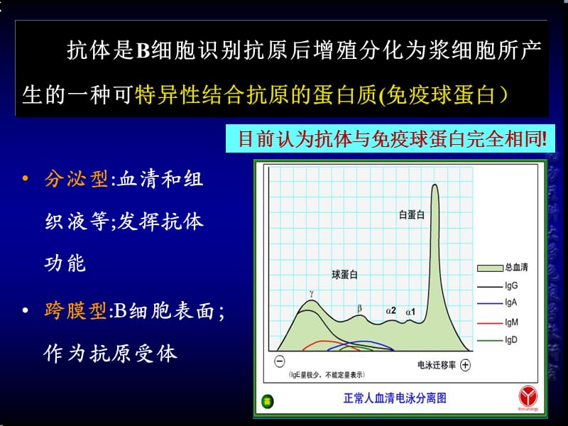 医学免疫学精品课件（南方医科大学）第三章 抗体与免疫球蛋白.ppt_第2页